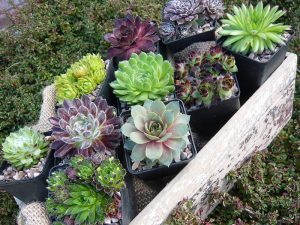 Houseleek. A Sempervivum Collection (6 Plants, 9cm pots)-0