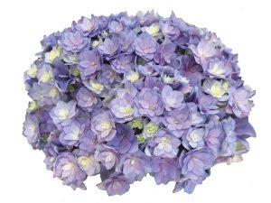 Hydrangea macrophylla 'Together' (Blue)-0