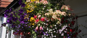Ashwood sponsors local gardening competition
