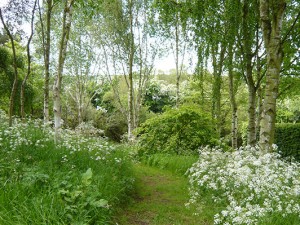 Cow Parsley beneath the birches