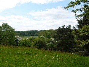 A view across the meadow towards Kinver