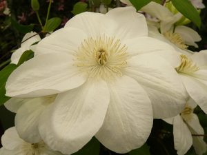 Clematis 'Guernsey Cream'-0