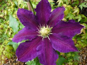 Clematis 'The Vagabond'-0