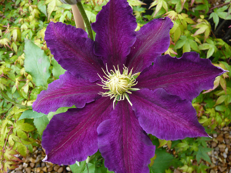 Clematis 'The Vagabond'-0