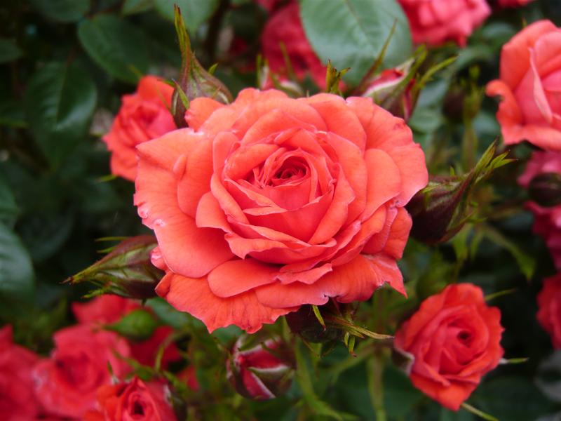 Rosa 'Birthday Wishes' in a Patio Pot-10773