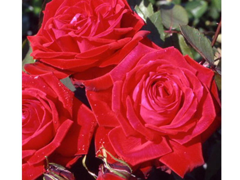 Rosa Hybrid Tea 'Happy Ruby Wedding' in a Patio Pot-0