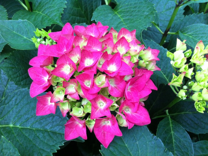 Hydrangea macrophylla 'Doris'-0