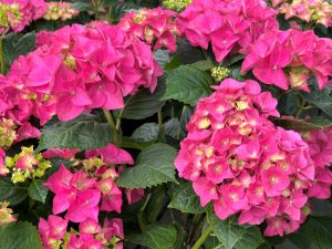 Hydrangea macrophylla 'Early Rose'-0