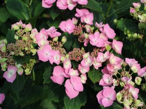 Hydrangea macrophylla 'Messalina'-0