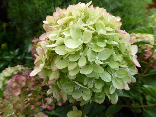 Hydrangea paniculata Little Lime 'Jane'-0