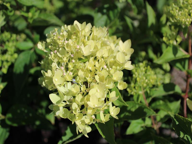 Hydrangea paniculata Little Lime 'Jane'-9782