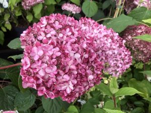 Hydrangea arborescens 'Invincibelle' syn.Pink Annabelle-0