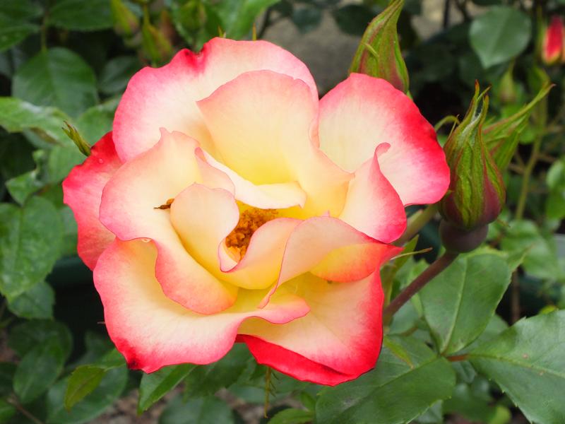 Rosa floribunda 'Birthday Girl' in a Patio Pot-0