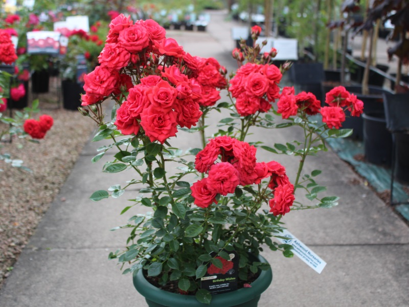 Rosa 'Birthday Wishes' in a Patio Pot-11893