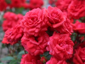 Rosa 'Birthday Wishes' in a Patio Pot-0