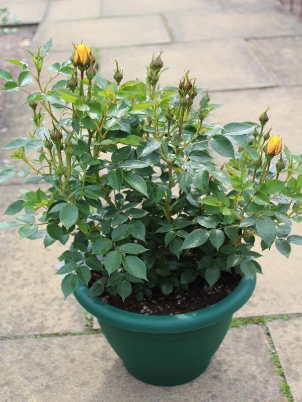 Rosa 'Golden Wishes' in a Patio Pot-10298