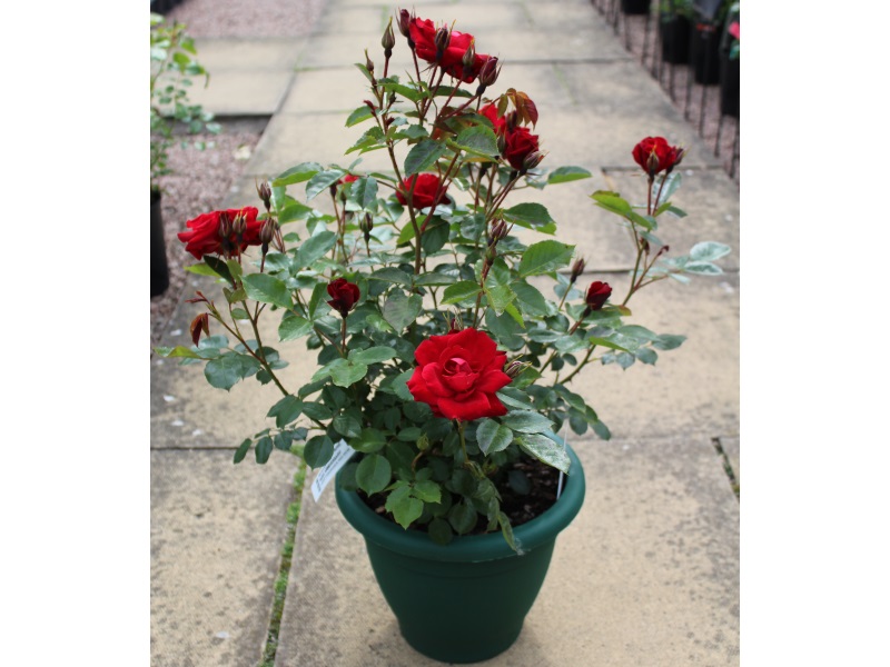 Rosa floribunda 'Ruby Anniversary' in a Patio Pot-9357