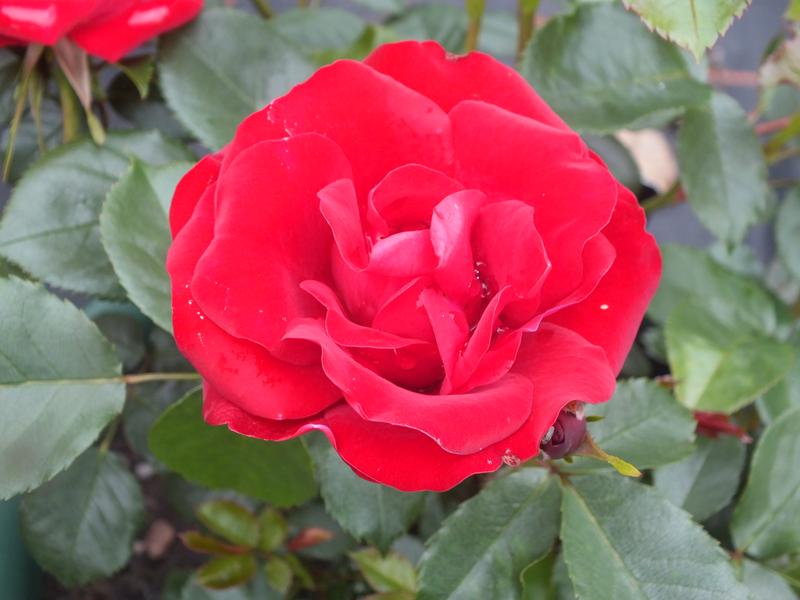 Rosa floribunda 'Ruby Anniversary' in a Patio Pot-9219