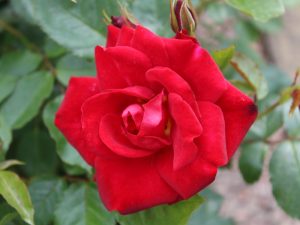 Rosa floribunda 'Ruby Anniversary' in a Patio Pot-0