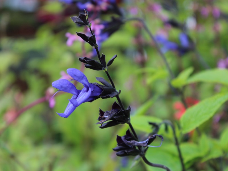 Salvia guarantica 'Black and Blue'-11898
