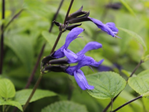 Salvia guarantica 'Black and Blue'-0