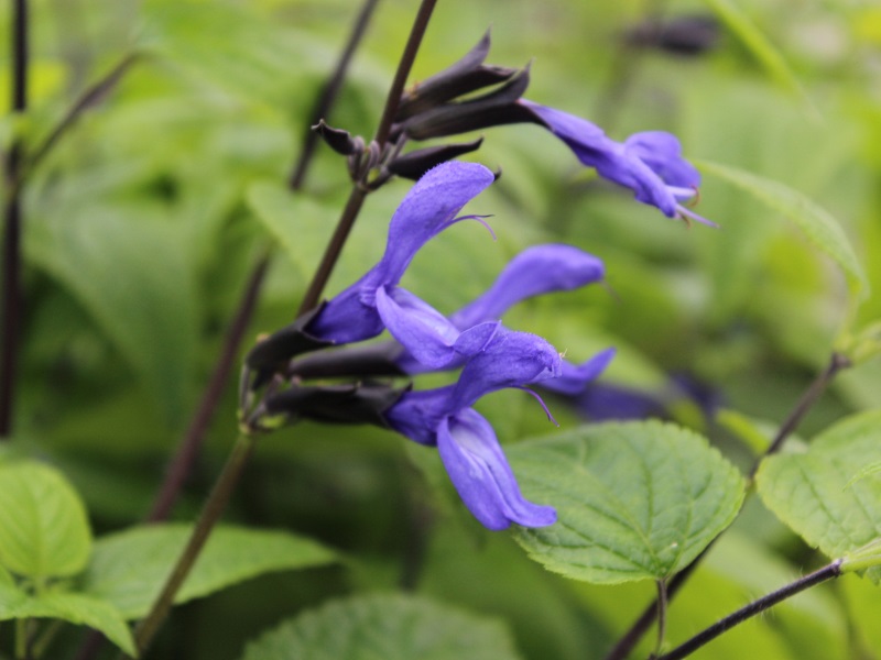 Salvia guarantica 'Black and Blue'-0