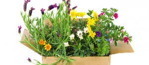 Five Star reviews for our Mail Order Service