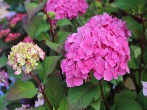 Hydrangea macrophylla Endless Summer BloomStar-0