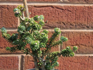 Abies koreana 'Alpine Star'-0