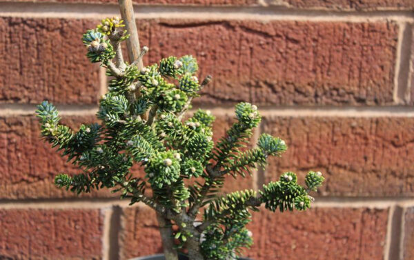 Abies koreana 'Alpine Star'-0