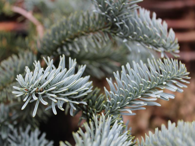 Abies procera 'Glauca Prostrata'-10071