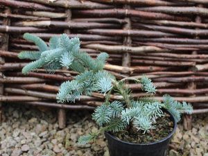 Abies procera 'Glauca Prostrata'-0