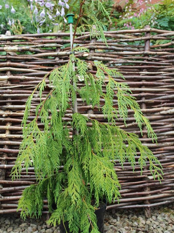Chamaecyparis nootkatensis 'Pendula' AGM-10076