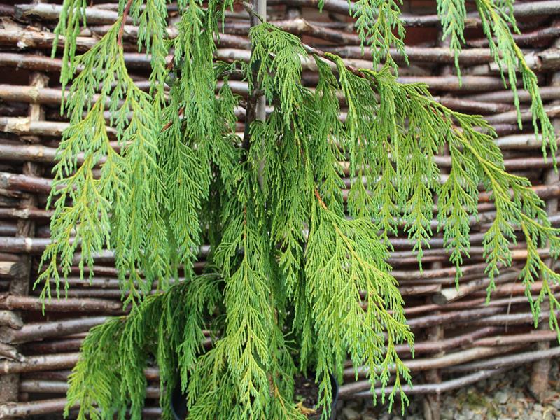 Chamaecyparis nootkatensis 'Pendula' AGM-10077
