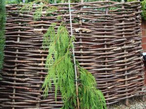 Chamaecyparis nootkatensis 'Pendula' AGM-0