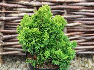 Chamaecyparis obtusa 'Yellow Tip'-0
