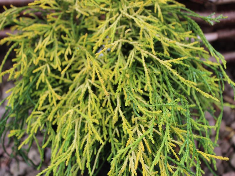 Chamaecyparis pisifera 'Sungold' AGM-10085