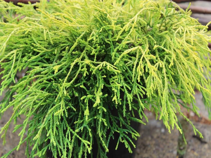 Chamaecyparis pisifera 'Sungold' AGM-10084