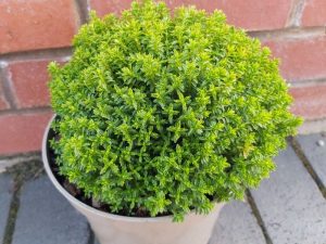 Hebe 'Green Globe'-0