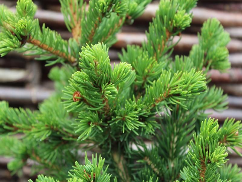 Picea abies 'Lucky Strike'-10095