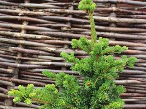 Picea abies 'Lucky Strike'-0