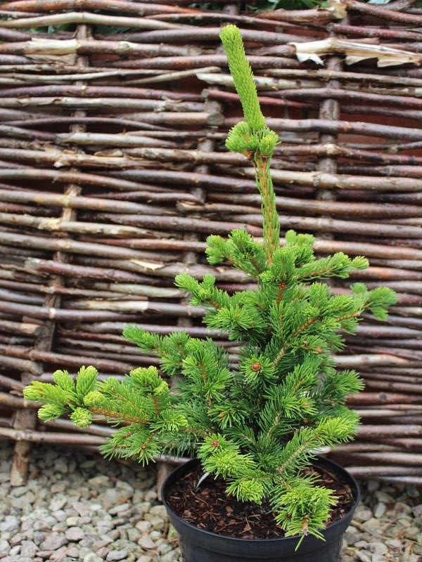 Picea abies 'Lucky Strike'-0