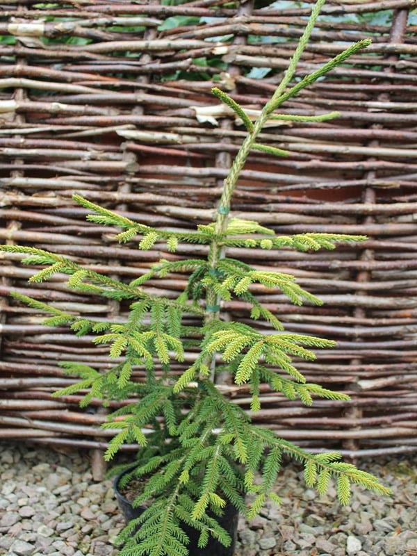 Picea orientalis 'Wittbold'-10106