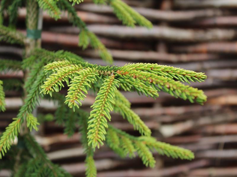 Picea orientalis 'Wittbold'-10104