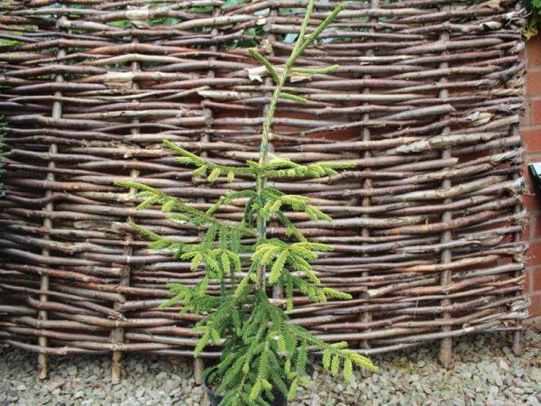 Picea orientalis 'Wittbold'-0