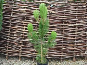 Pinus leucodermis 'Satellit'-0