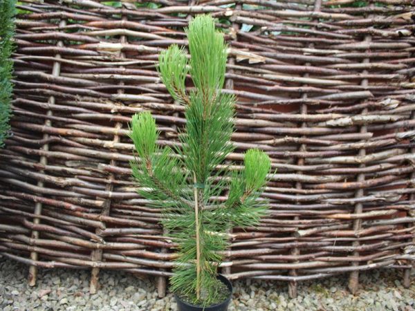 Pinus leucodermis 'Satellit'-0