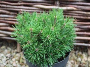 Pinus mugo 'Mops Midget'-0