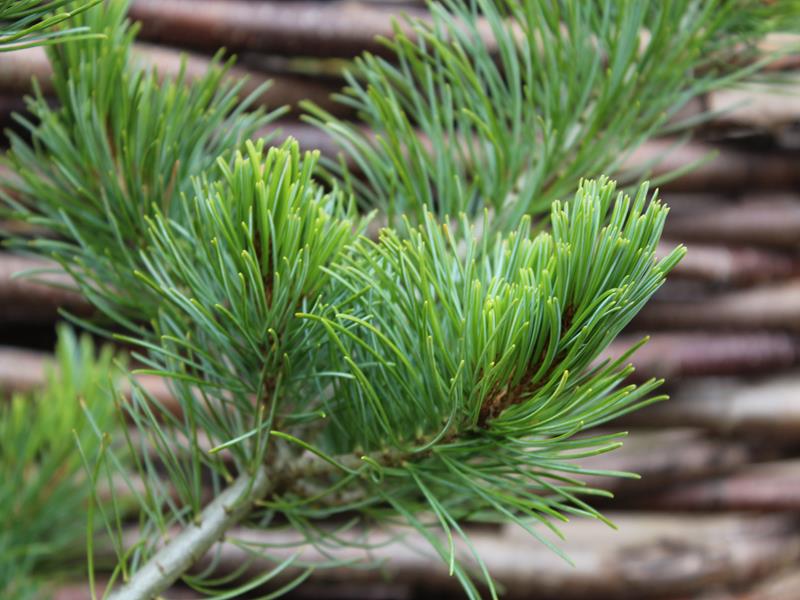 Pinus parviflora 'Negishi'-10115
