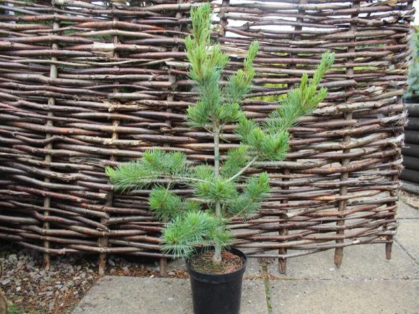 Pinus parviflora 'Negishi'-0